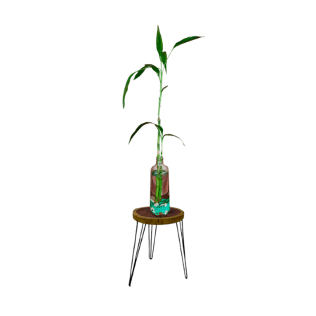 Bambu da Sorte